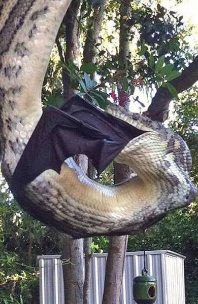 Daily Picdump