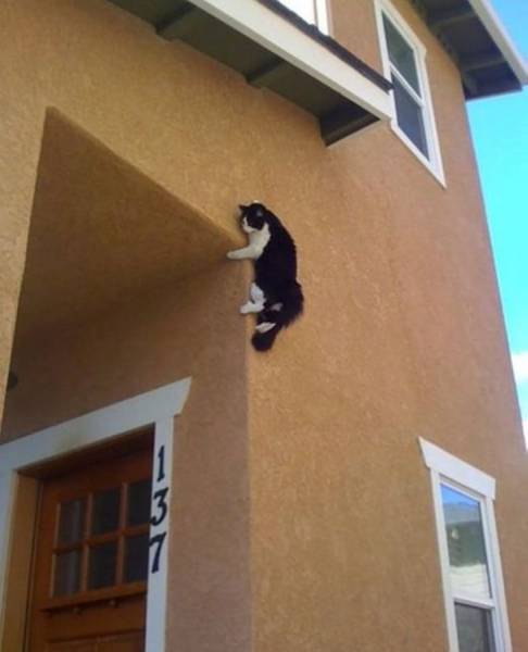 Content Image