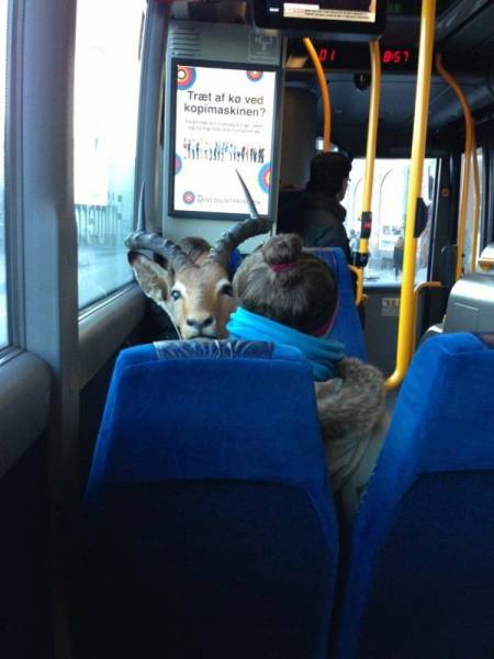 Content Image