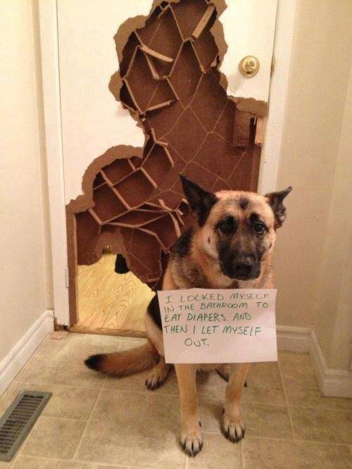 Morning Picdump