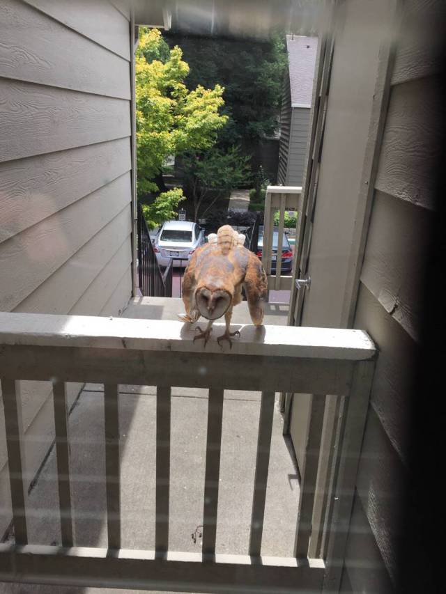 Content Image