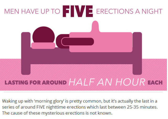 Things You Probably Didn’t Know about Penises in General