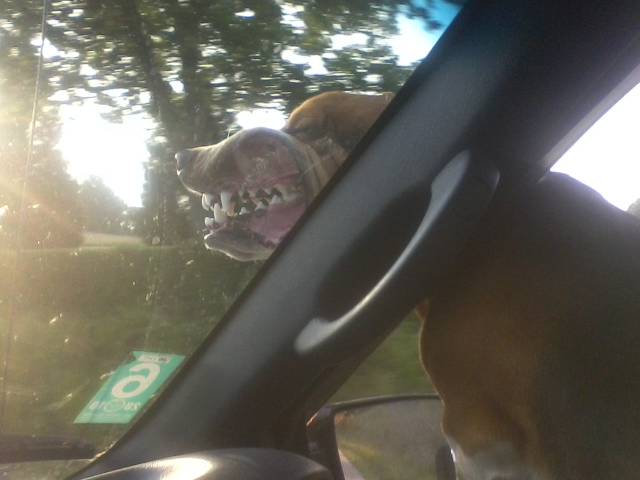 Morning Picdump