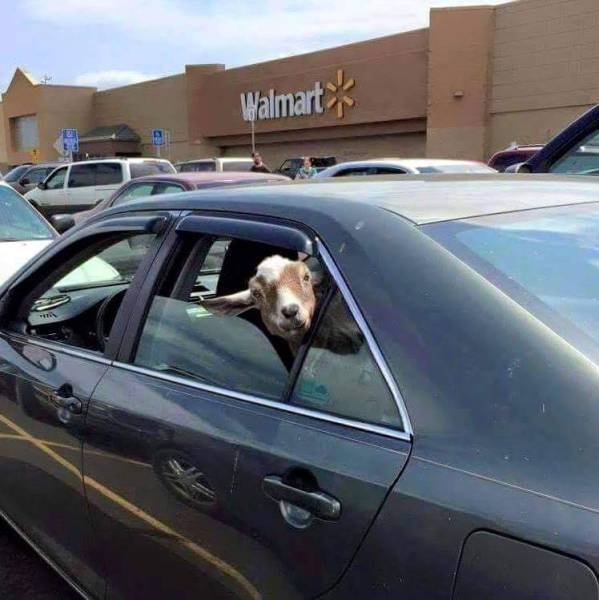 Content Image