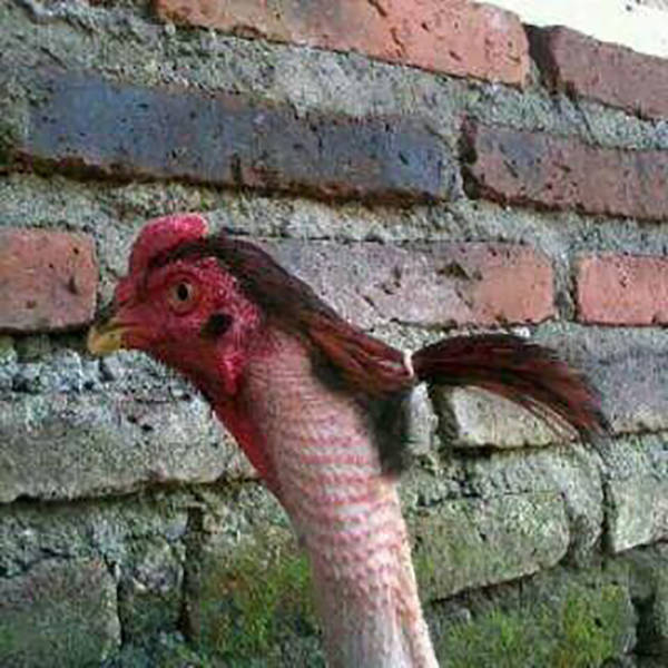 Content Image
