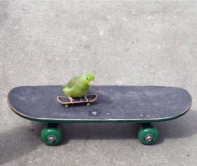 Content Image
