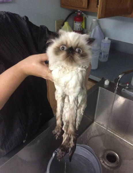 Content Image