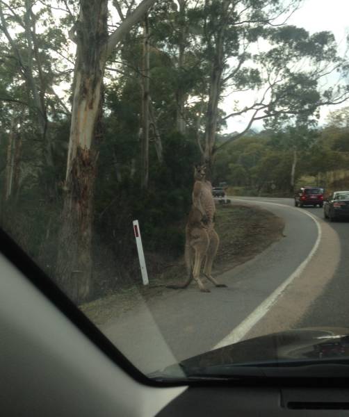Morning Picdump