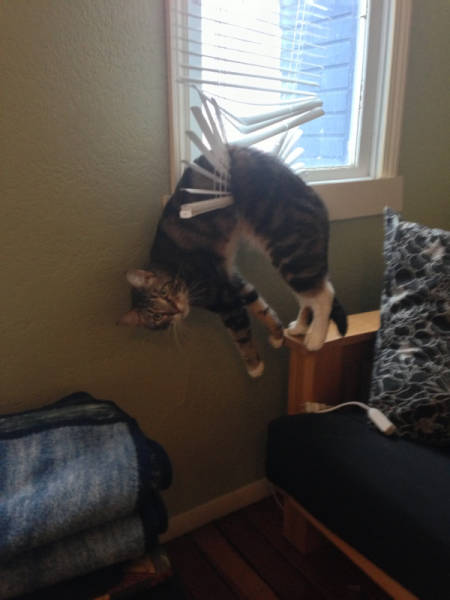 Content Image
