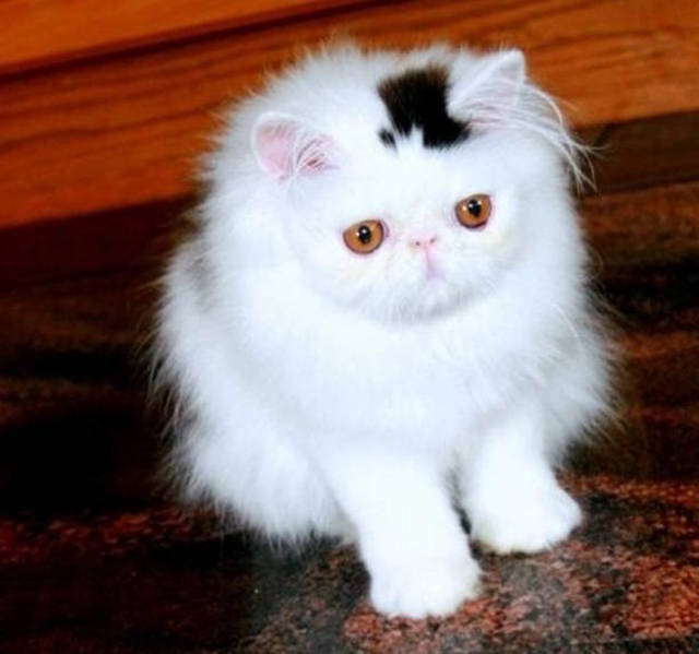 Content Image