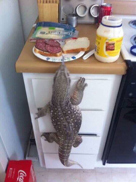 Morning Picdump