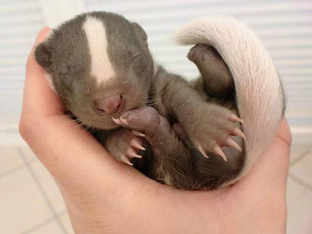 Baby Animals You Don’t Usually Get to See in Person