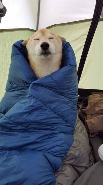 Daily Picdump