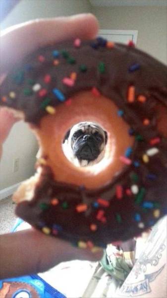 Daily Picdump