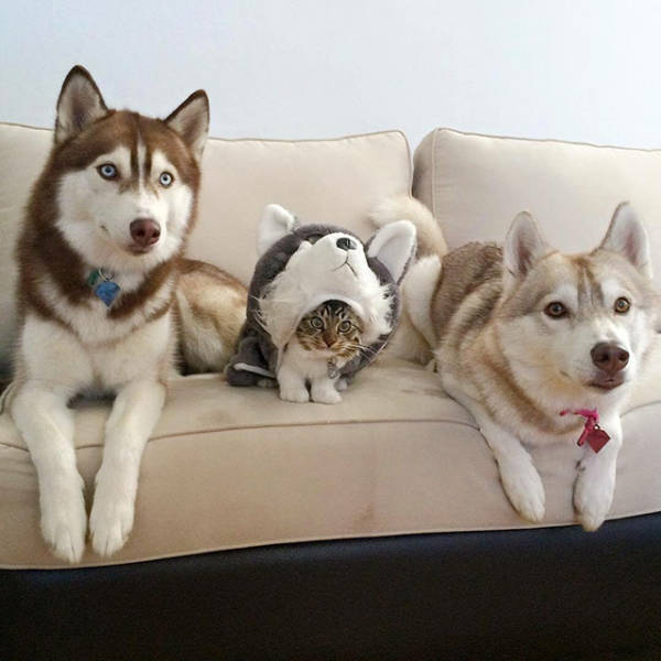 Content Image