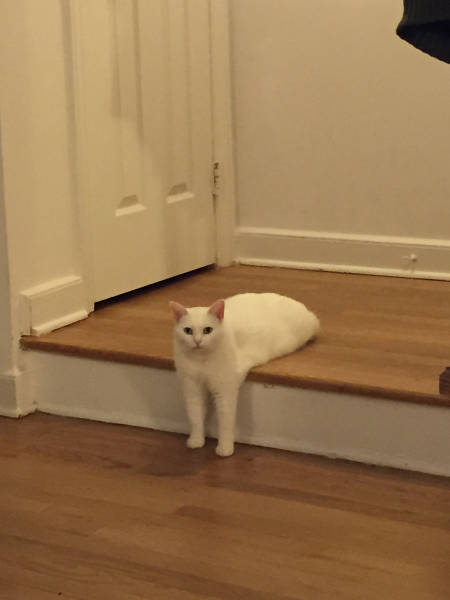 Content Image