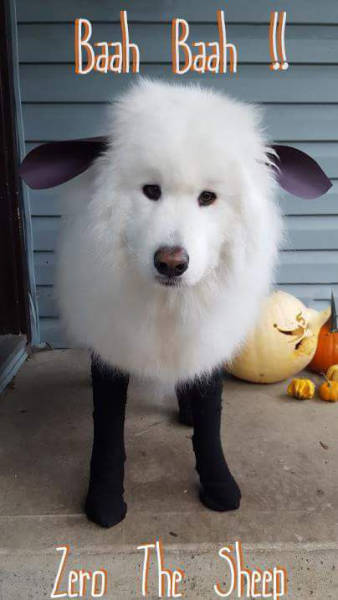 Funny Picdump