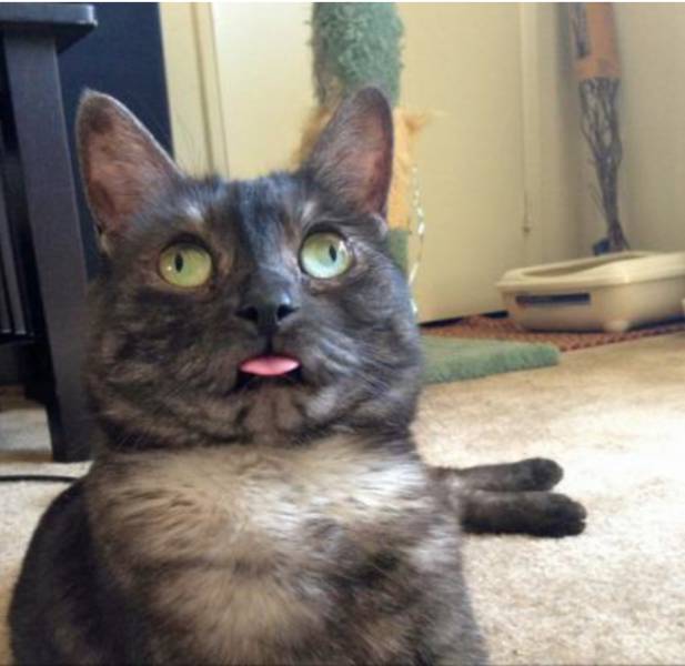 Content Image