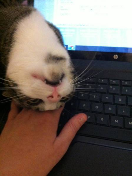 Morning Picdump