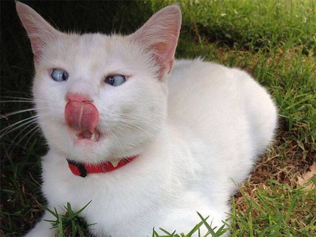 Daily Picdump