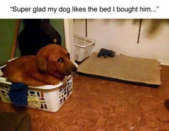 Daily Picdump