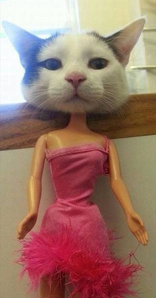 Daily Picdump