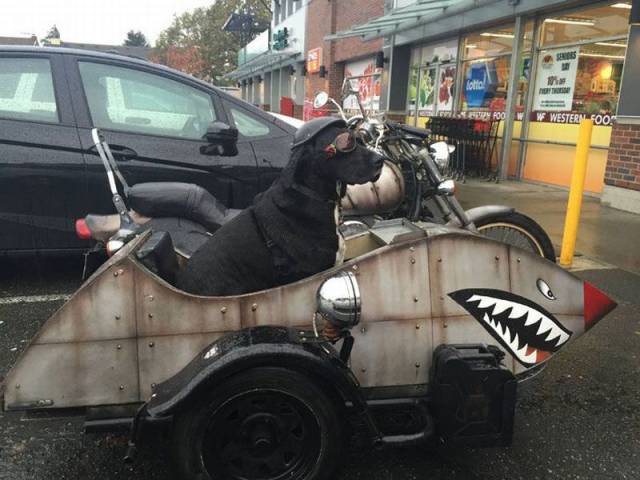 Daily Picdump