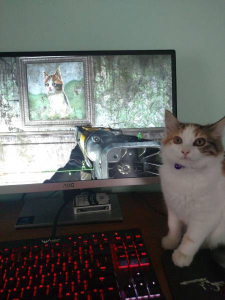 Content Image