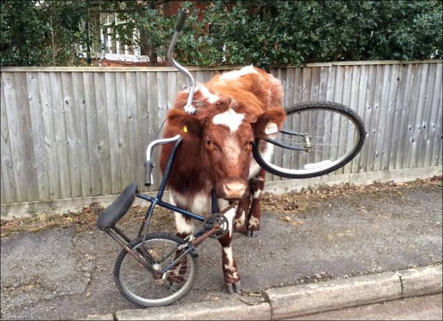 Daily Picdump