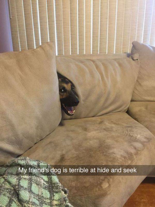 Daily Picdump