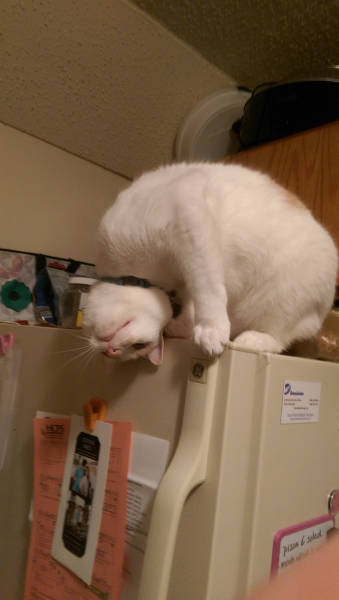 Content Image