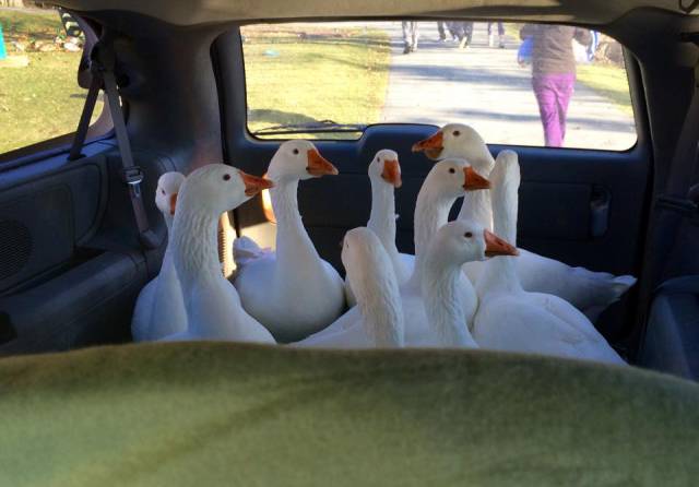 Content Image