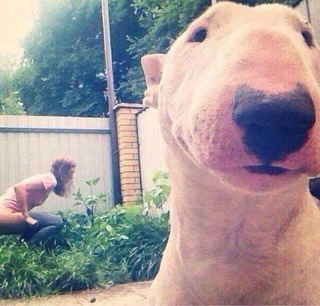 Daily Picdump