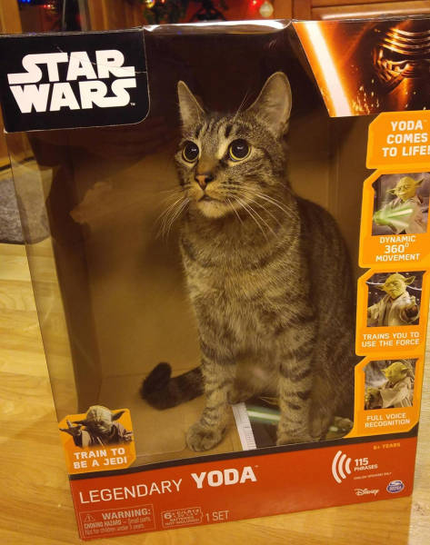 Morning Picdump