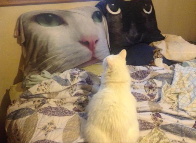 Content Image