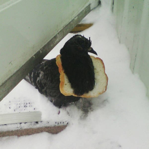 Morning Picdump