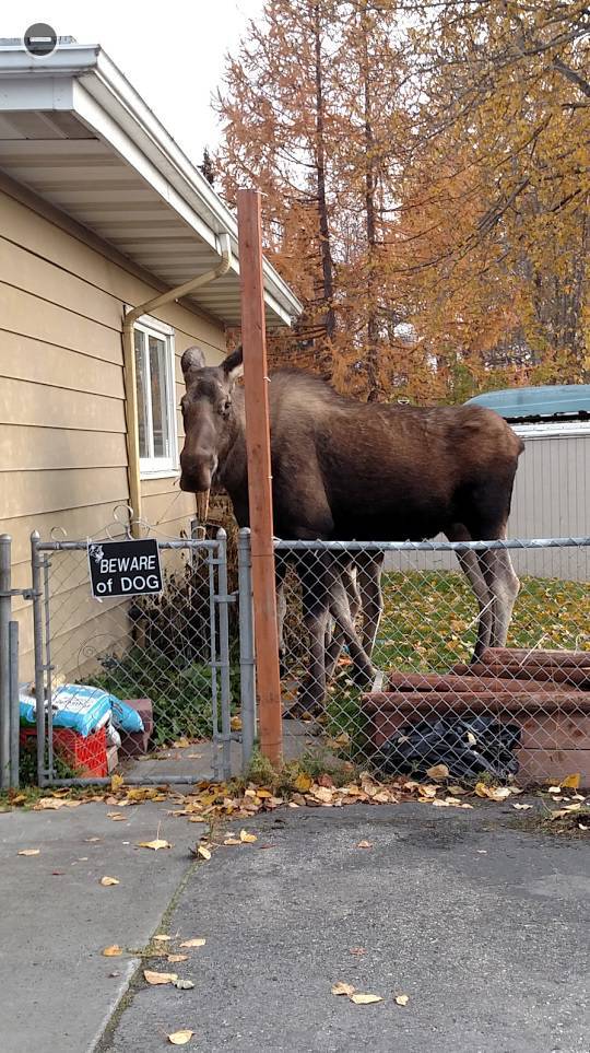 Content Image