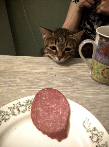 Morning Picdump