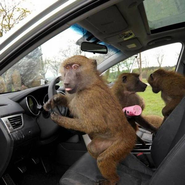 Daily Picdump
