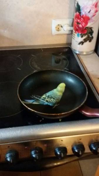 Morning Picdump