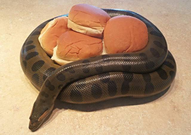 Content Image