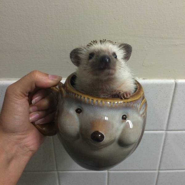 Content Image