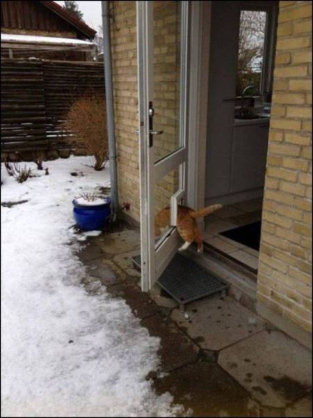 Content Image