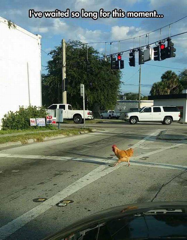 Content Image