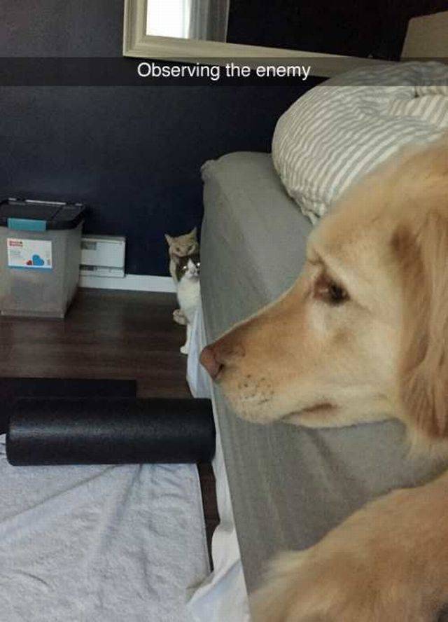 Content Image