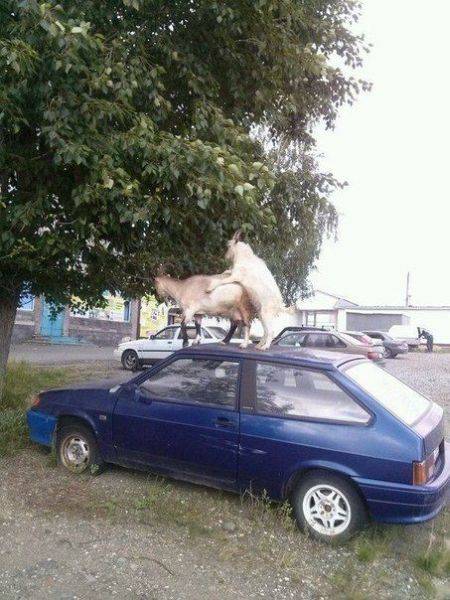 Content Image