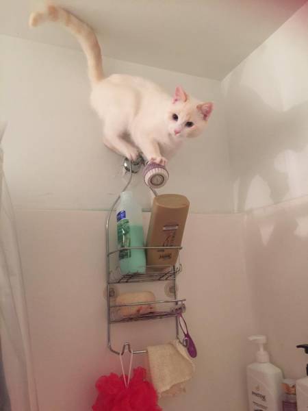 Content Image