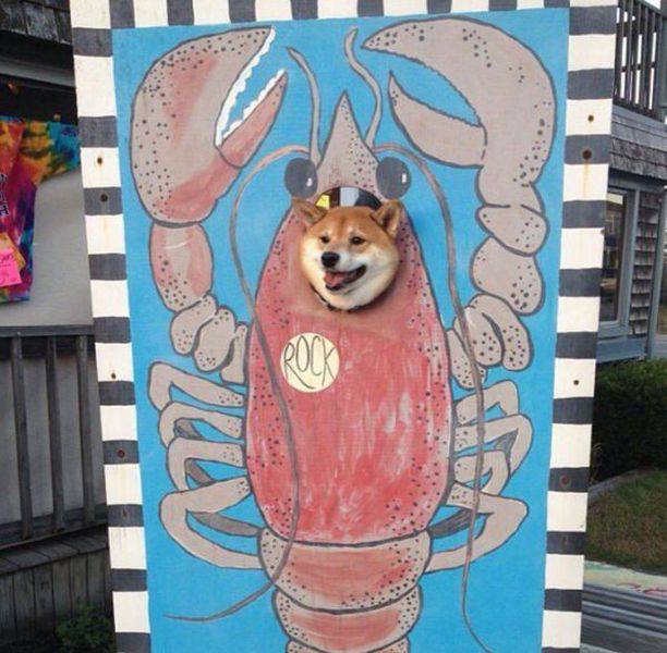 Daily Picdump