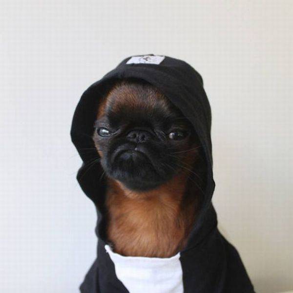 Daily Picdump