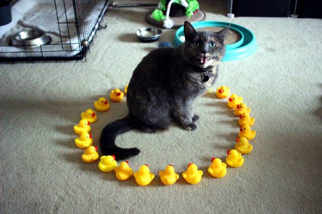 Content Image